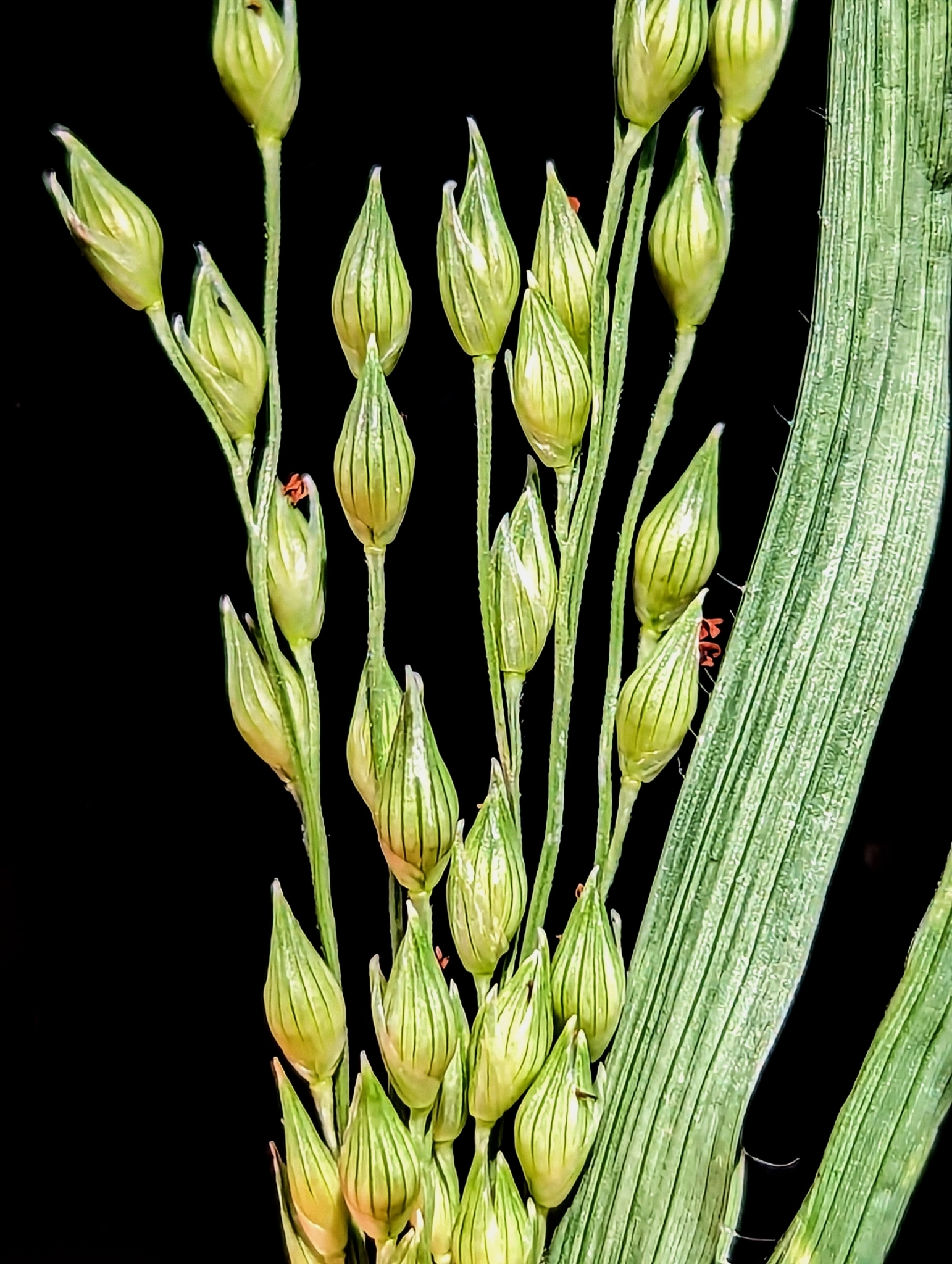 Panicum pampinosum