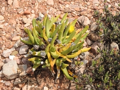 (c) Noeleen du Toit, some rights reserved (CC BY-SA) Glottiphyllum regium, photograph (c) Noeleen du Toit, some rights reserved (CC BY-SA)