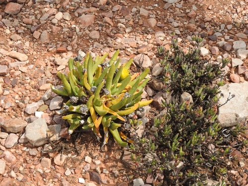 Glottiphyllum regium, photograph 2