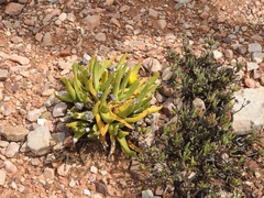 (c) Noeleen du Toit, some rights reserved (CC BY-SA) Glottiphyllum regium, photograph (c) Noeleen du Toit, some rights reserved (CC BY-SA)