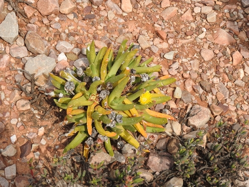 Glottiphyllum regium, photograph 3
