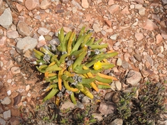 (c) Noeleen du Toit, some rights reserved (CC BY-SA) Glottiphyllum regium, photograph (c) Noeleen du Toit, some rights reserved (CC BY-SA)