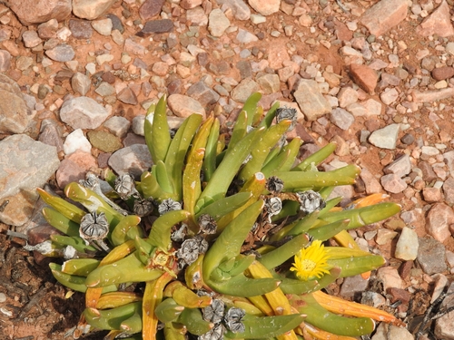 Glottiphyllum regium, photograph 4