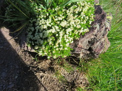 Galium pyrenaicum