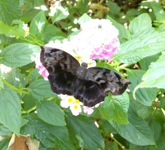 Achlyodes busirus