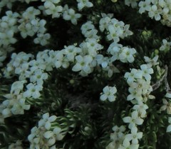 Galium pyrenaicum