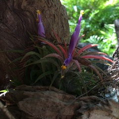 Tillandsia ionantha