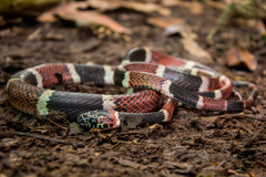 Rhinobothryum bovallii