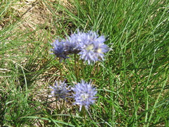 Jasione laevis