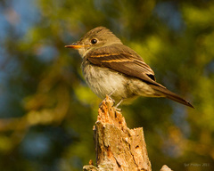 Eastern Wood-Pewee photo 2