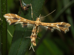Geina periscelidactylus
