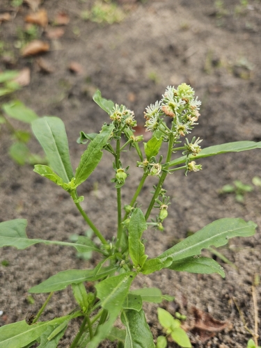 Reseda odorata iNat (2)