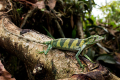 Polychrus gutturosus