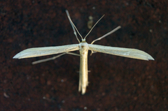 Hellinsia homodactylus