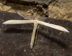 Hellinsia homodactylus