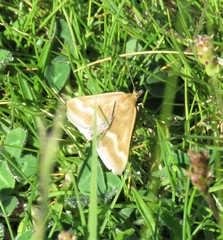 Pyrausta aerealis