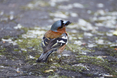 Fringilla coelebs