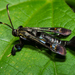 Virginia Creeper Clearwing - Photo (c) psweet, some rights reserved (CC BY-SA), uploaded by psweet