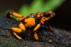 Oophaga histrionica