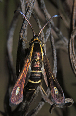 Carmenta anthracipennis