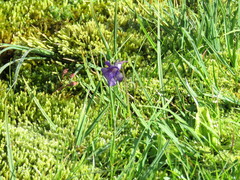 Pinguicula grandiflora