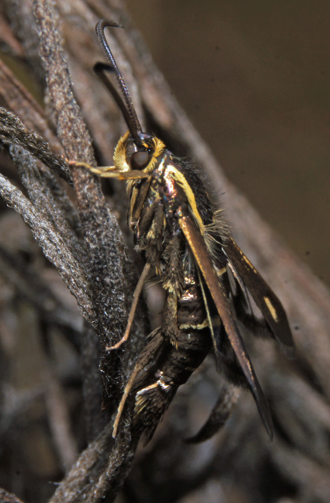 Blazing Star Borer Moth