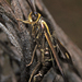 Blazing Star Borer Moth - Photo (c) psweet, some rights reserved (CC BY-SA), uploaded by psweet