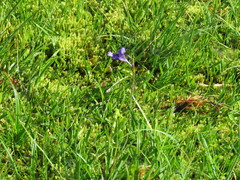 Pinguicula grandiflora