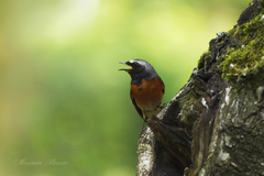 Phoenicurus phoenicurus