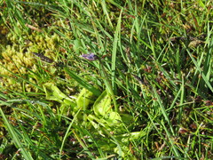 Pinguicula grandiflora