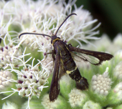 Carmenta pyralidiformis