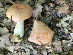 Milky Cap (Lactarius theiogalus)