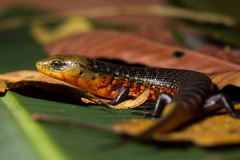 Diploglossus monotropis