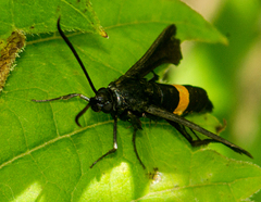 Synanthedon exitiosa