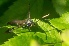 Synanthedon fatifera