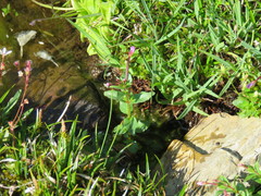 Epilobium alsinifolium