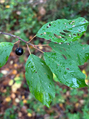 alder buckthorn
