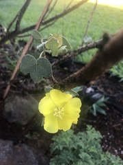 Gossypium tomentosum