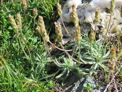 Plantago alpina
