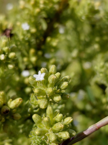 Downy Rootthug (Thesium pubescens)