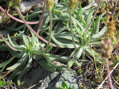 Plantago alpina