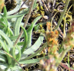 Plantago alpina