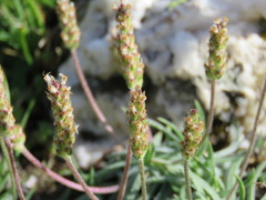 Plantago alpina