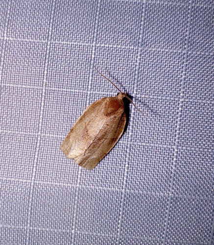 Oblique-banded Leafroller Moth photo 6
