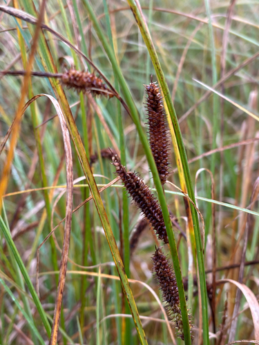beaked sedge