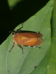 Aetalionidae