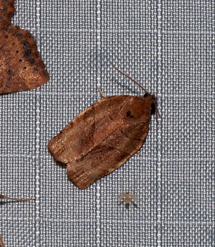 Oblique-banded Leafroller Moth photo 3