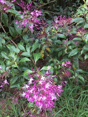Fuchsia paniculata