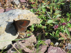 Erebia gorgone