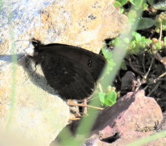 Erebia gorgone